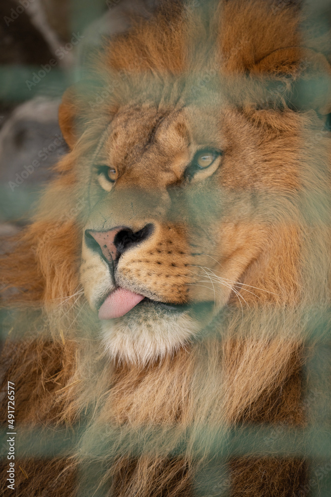 Obraz premium portrait of a lion