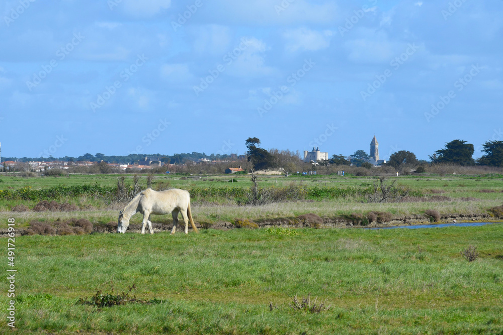Obraz premium île de Noirmoutier, Vendée, France