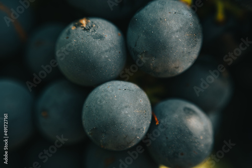 vineyard grape closeup for wine photo