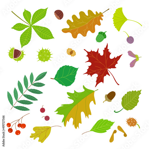 A set of vector colorful leaves and fruits of trees isolated on a white background. Simple flat style  vector illustration