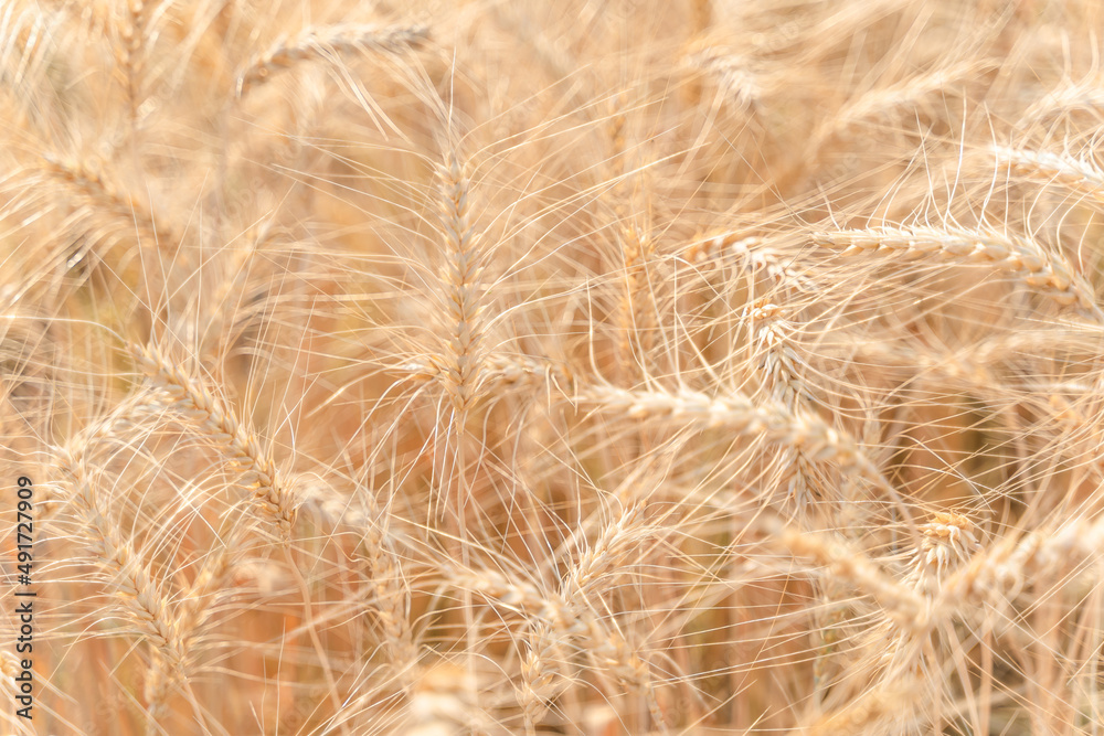Beautiful barley field conversion rice golden color close-up ear barley with sunlight on the wheat plant. Beautiful barley field conversion rice golden color close-up ear barley with sunlight on the wheat plant.