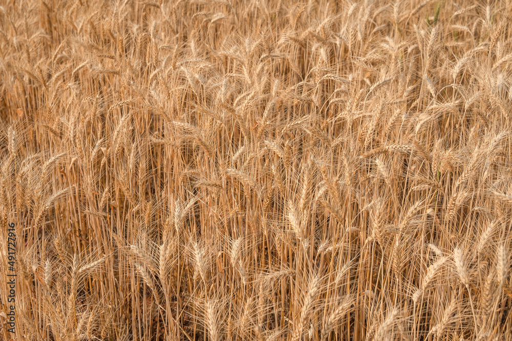 Beautiful barley field conversion rice golden color close-up ear barley with sunlight on the wheat plant. Beautiful barley field conversion rice golden color close-up ear barley with sunlight on the wheat plant.