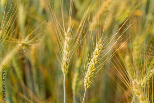 Beautiful barley field conversion rice green color close-up ear barley with sunlight on the wheat plant. Concept for background.
