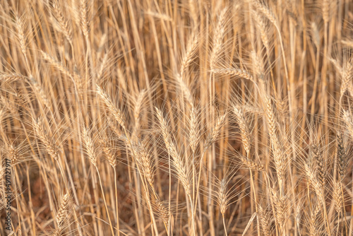 Beautiful barley field conversion rice golden color close-up ear barley with sunlight on the wheat plant.