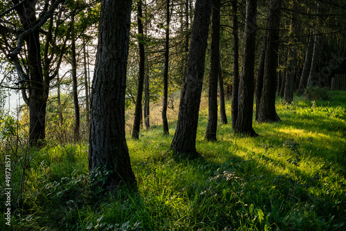 Row of coniferous trees in the beautiful evening light on the 