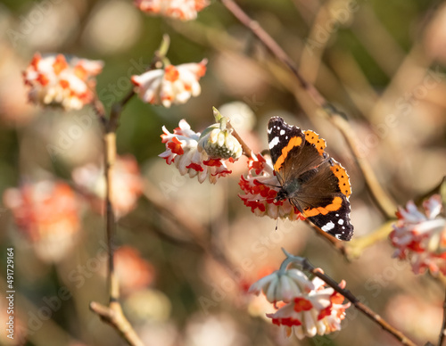 Red admiral butterfly lands on bright orange flower of the Edgeworthia chrysanthia Red Dragon bush Photographed in Wisley, Surey UK.