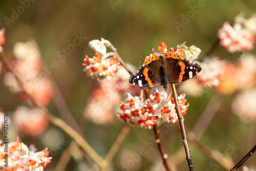 Red admiral butterfly lands on bright orange flower of the Edgeworthia chrysanthia Red Dragon bush Photographed in Wisley, Surey UK.