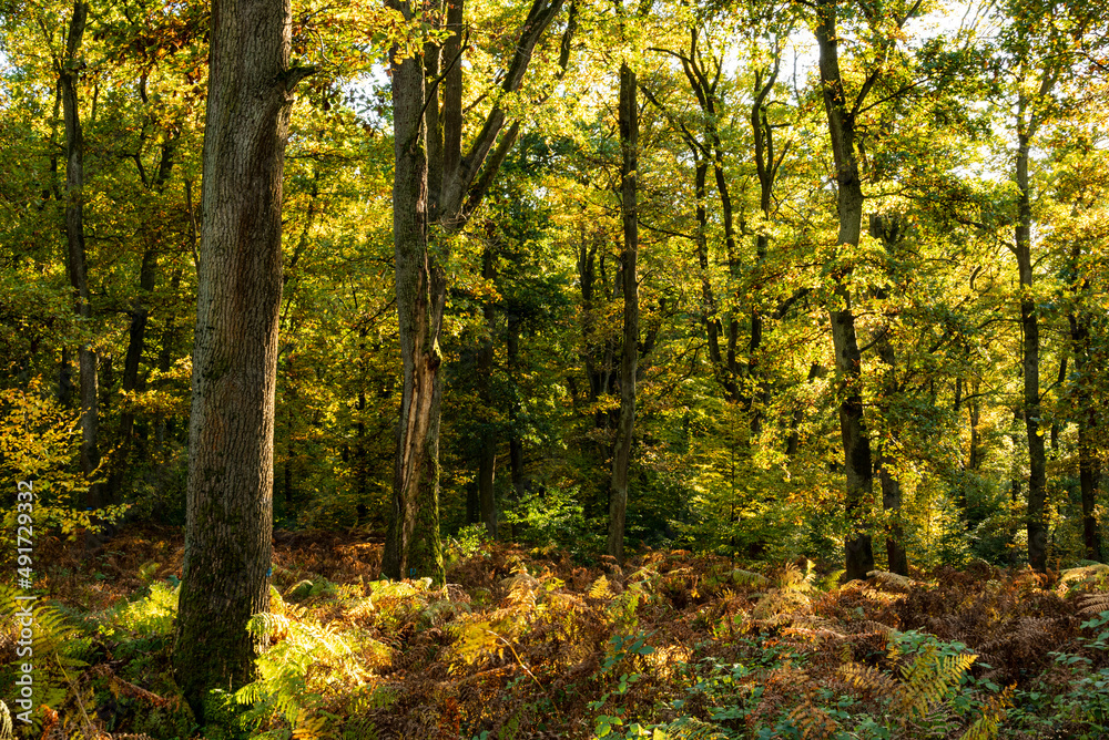Obraz premium Idyllic autumn forest scene with trunks of old beech trees and fern on the floor, Reinhardswald, Hesse, Germany