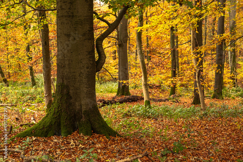Autumnal forest landscape with moss-covered tree trunks, a large one in the foreground, Ith Ridge, Weser Uplands, Germany