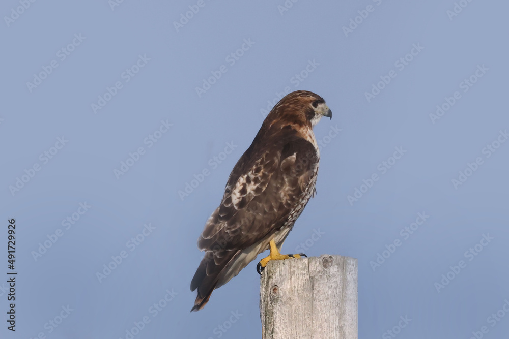 Red Tailed Hawk flying and landing on post in overcast winter day