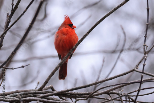 Male and female Cardinals flapping landing or bathing in mud puddle in late winter in park on overcast day © Janet