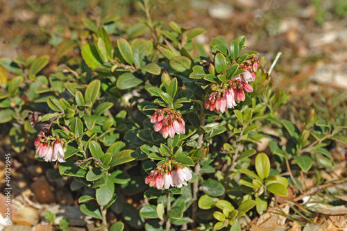 Flowers on a cultivated blueberry bush
