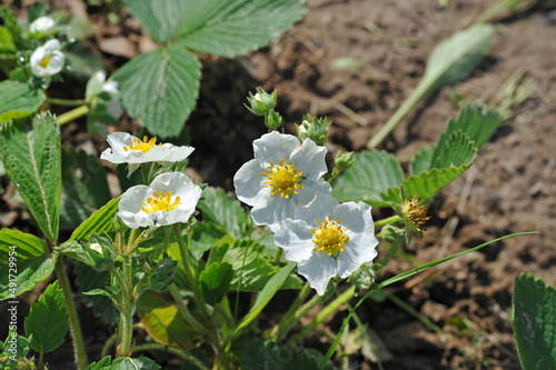 Strawberry flowers in the garden