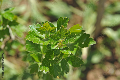 Young sumac leaves on the branches