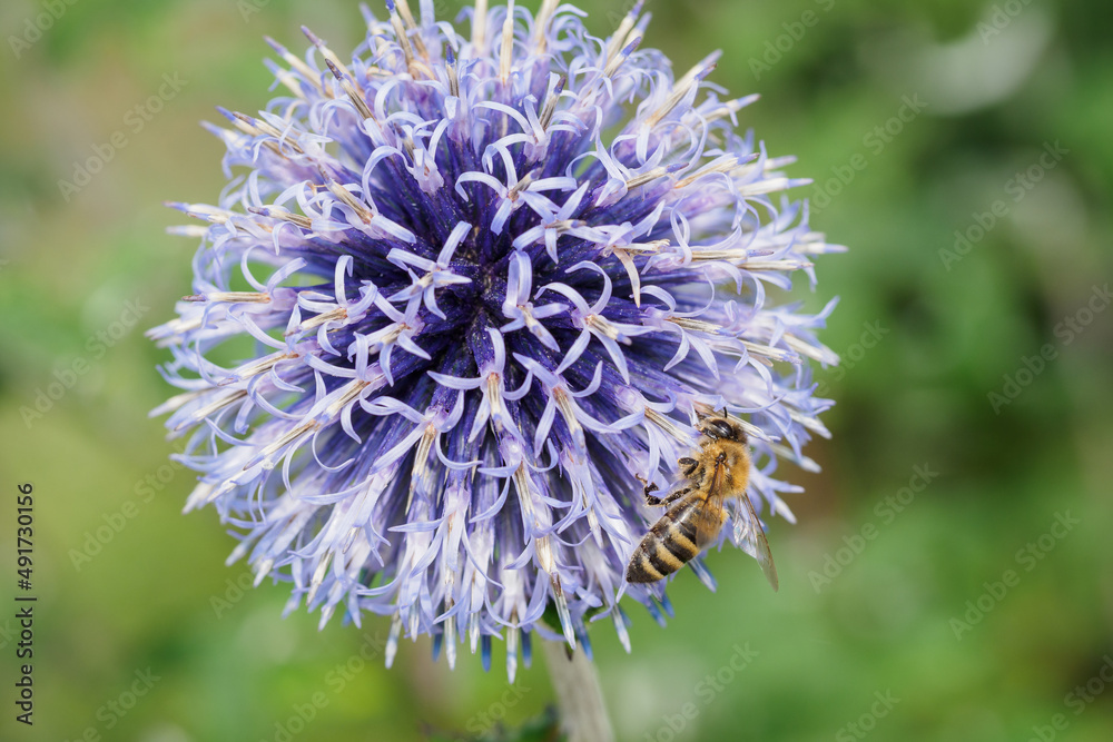 A bee pollinating a thistle whitethorn flower. A bee pollinating a thistle whitethorn flower.