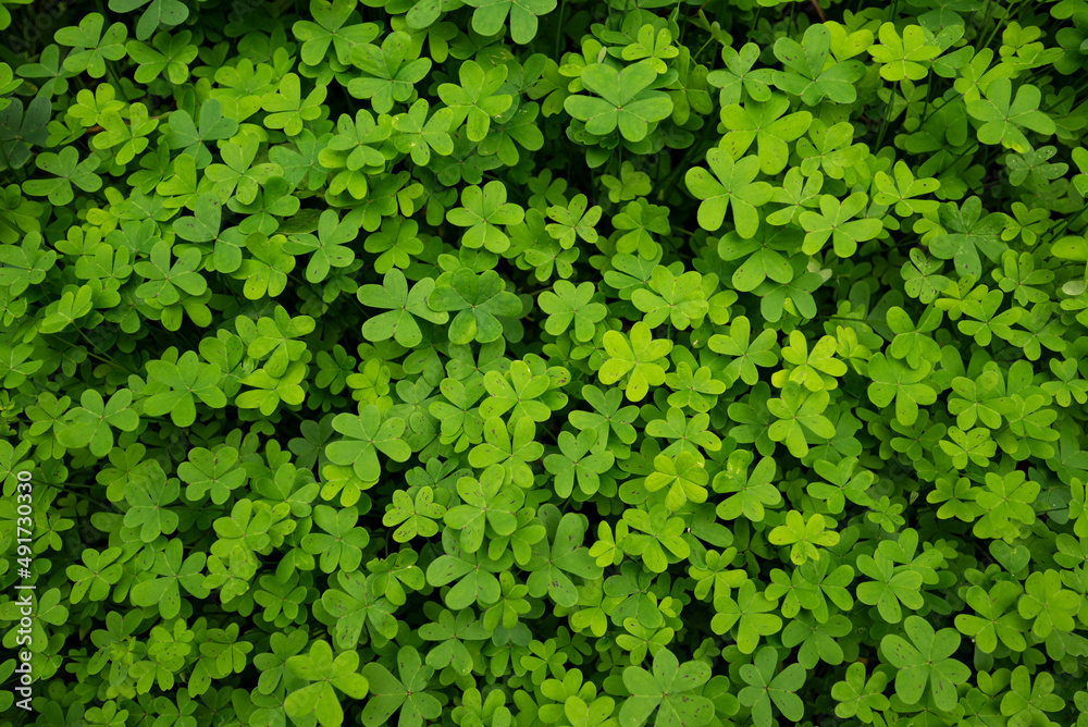 Beautiful green clover background image, taken along a levada water channel on the island of Madeira, Portugal. Beautiful green clover background image, taken along a levada water channel on the island of Madeira, Portugal.
