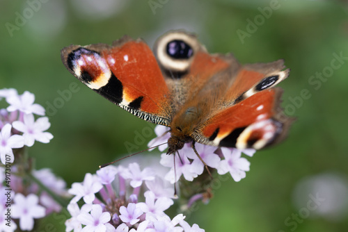 Tagpfauenauge Schmetterling