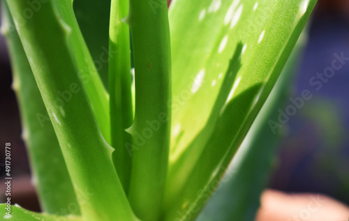 close up of aloe plant