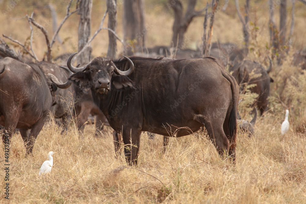  wild buffalo ruminating and looking at camera in Botwana, Africa
