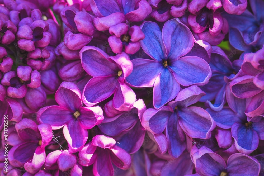 Beautiful spring flowers. Violet lilac flowers in background concept.