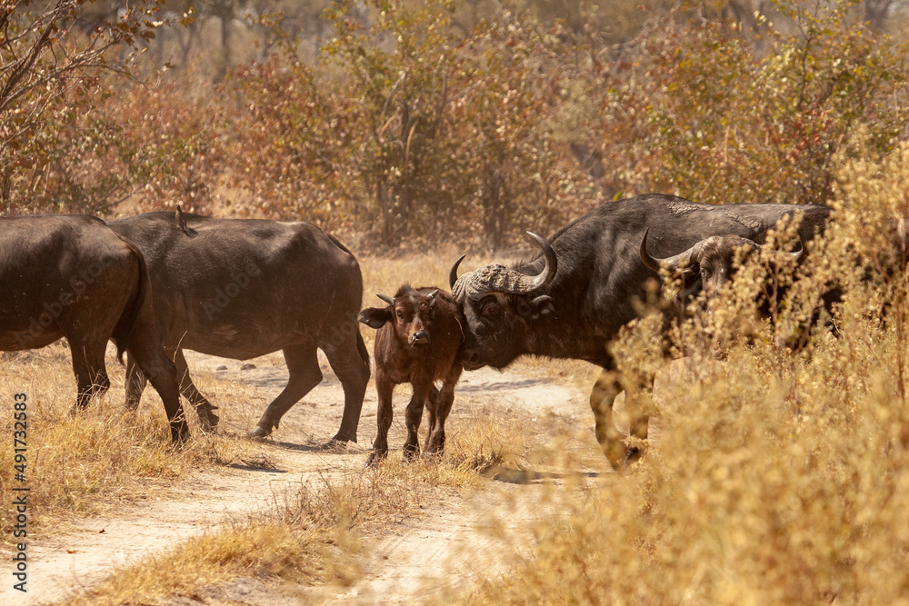 herd of wild buffalo with calf crossing a road in Botswana, Africa herd of wild buffalo with calf crossing a road in Botswana, Africa