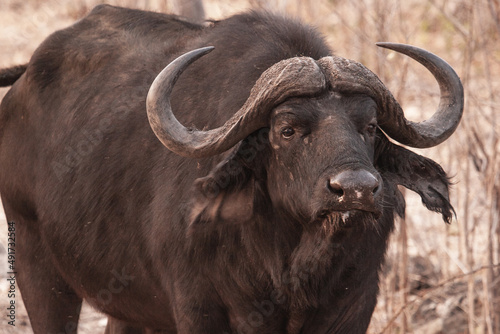 close up face of wild buffalo with long horns