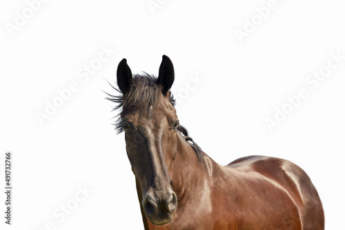 Fototapeta Naklejka Na Ścianę i Meble -  Portrait of a young dark bay horse in front of a white background