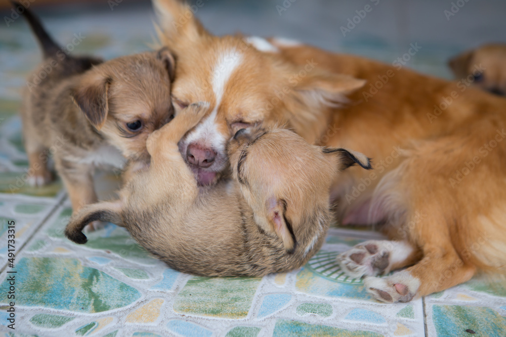  Close up chihuahua puppy dog playing on the floor