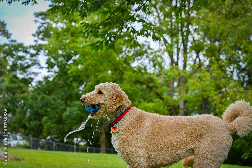 Labradoodle dog catching a water filled ball in his mouth. Side View. Labradoodle dog catching a water filled ball in his mouth. Side View.