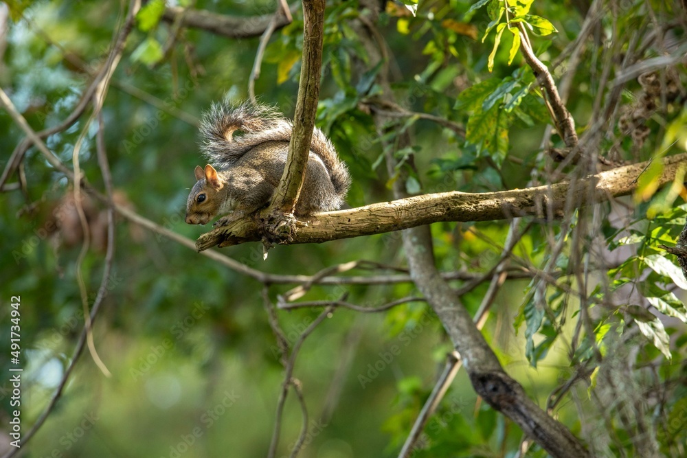 Squirrel in the trees about to jump