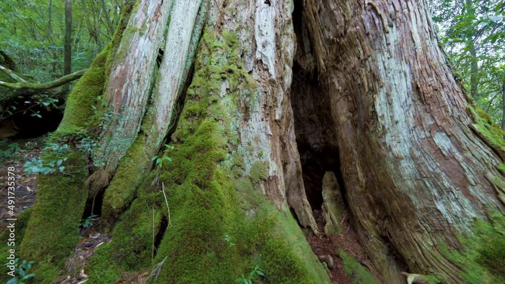 Cinematic gimbal shot of mossy ancient forest in Shiratani Unsuikyo in Yakushima, Japan Cinematic gimbal shot of mossy ancient forest in Shiratani Unsuikyo in Yakushima, Japan