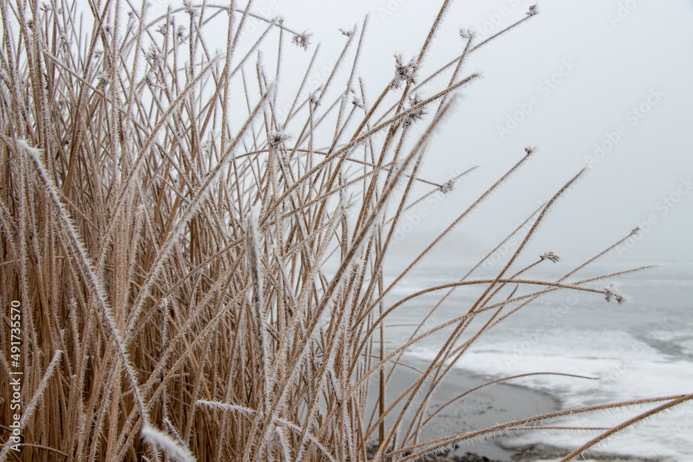 frost on the grass beside a frozen lake frost on the grass beside a frozen lake