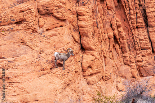 Desert Bighorn Sheep, Ovis canadensis nelsoni, on a cliff in the Valley of Fire Park located the Southwest Nevada desert. photo