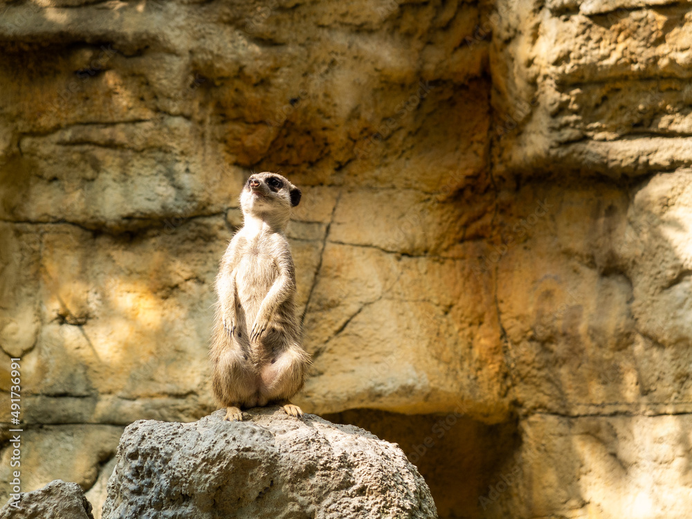 Cute meerkat in the zoo