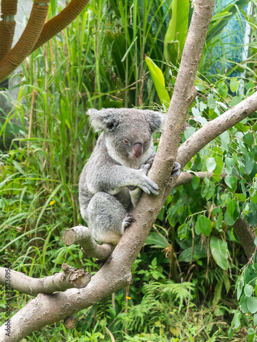 Lazy cute koala