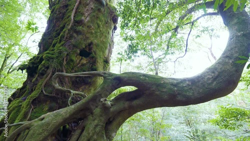 Cinematic gimbal shot of mossy ancient forest in Shiratani Unsuikyo in Yakushima, Japan