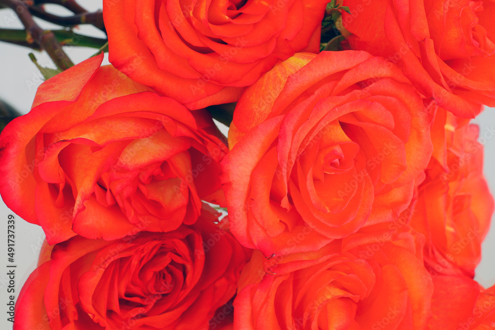 Large orange roses reflecting in a mirror Large orange roses reflecting in a mirror
