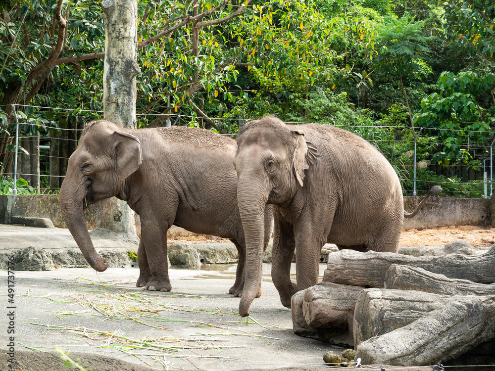 Fototapeta premium elephant in zoo