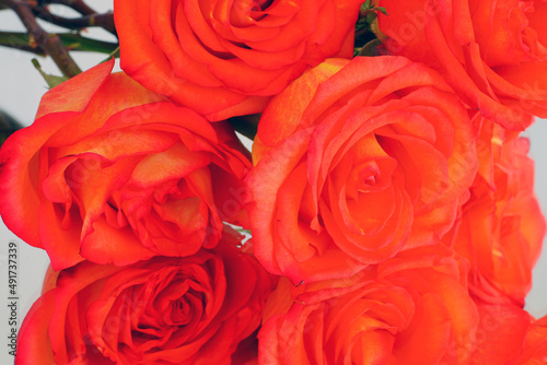 Large orange roses reflecting in a mirror