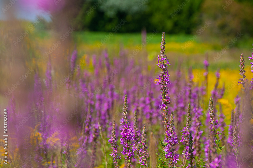 Obraz premium Purple Loosestrife in a Meadow