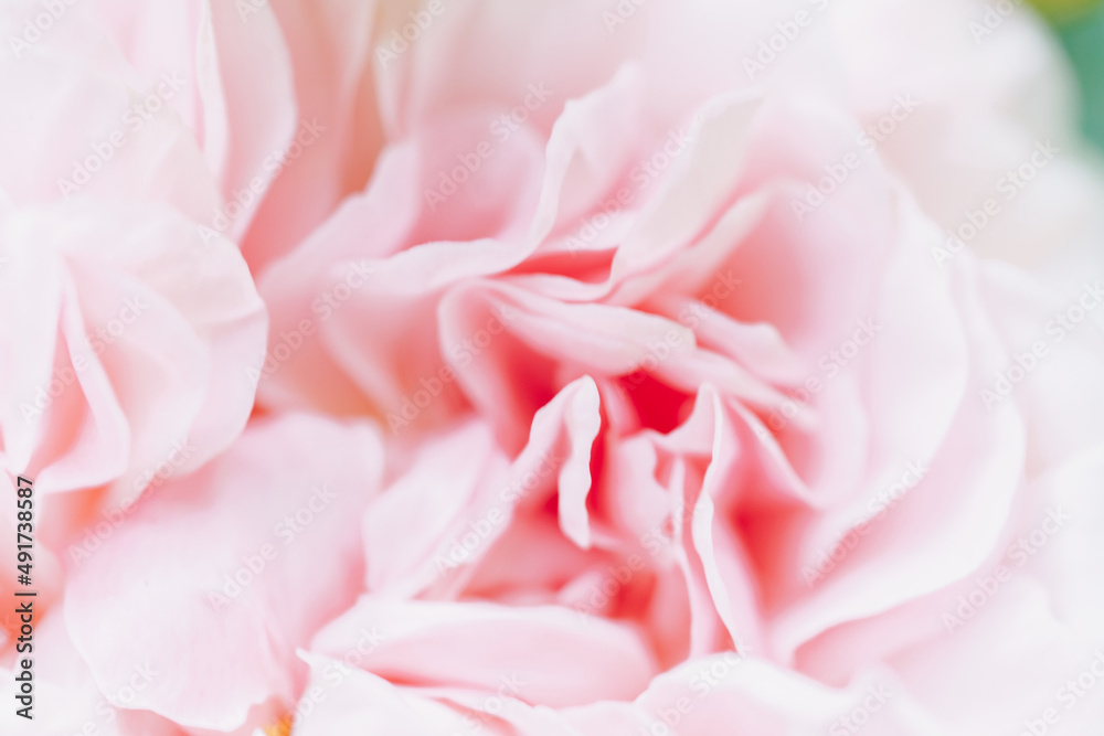 Pink blurred color roses flowers background. Abstract defocused flower backdrop. Macro of unfocused blurred pink petals texture, soft dreamy image. Closeup