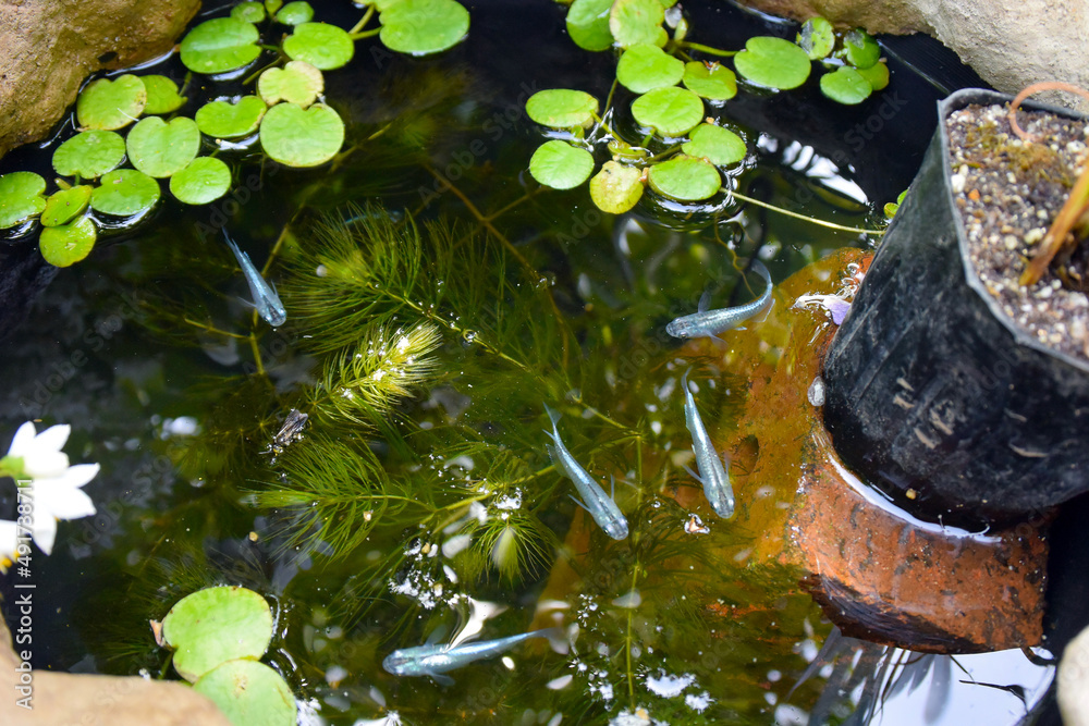 Glacier blue Japanese aquarium Rice fish "Miyuki Medaka", swimming in