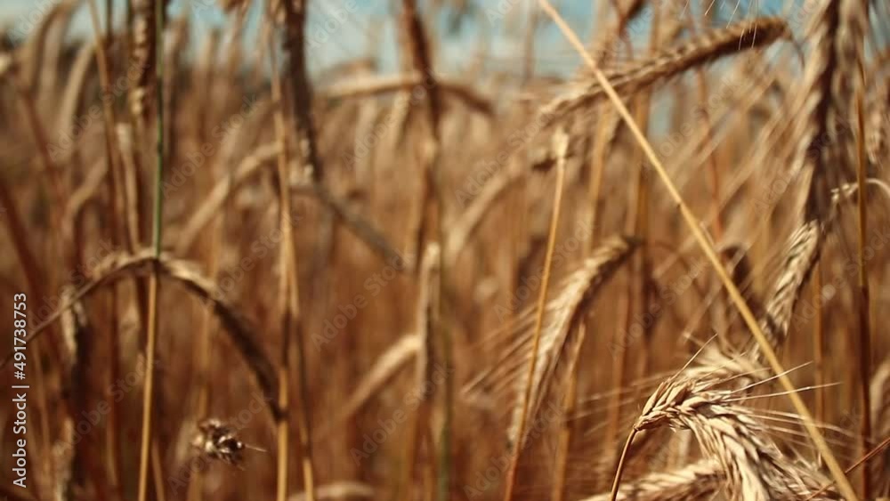 landscape field of ripening wheat against blue sky. Spikelets of wheat with grain shakes wind. grain harvest ripens summer. agricultural farm healthy food business concept. environmentally organic.
