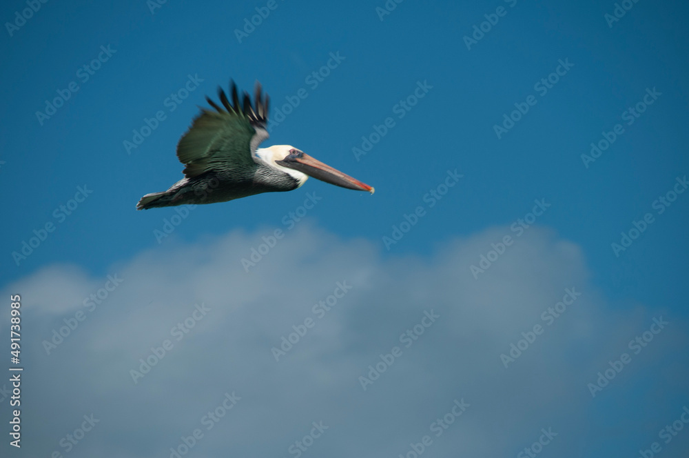 Fototapeta premium Pelican in flight Cuba