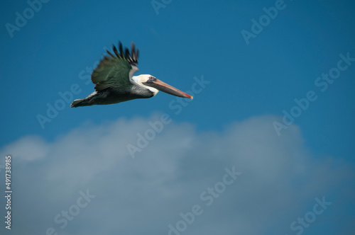 Pelican in flight Cuba © Matt