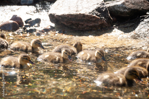 a group of ducklings © Matt