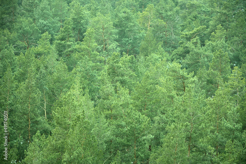 Natural background, dense and dense coniferous forest of tall pines.