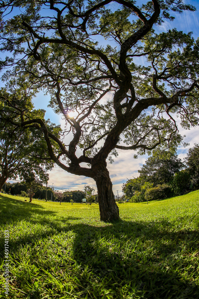 tree in the park tree in the park