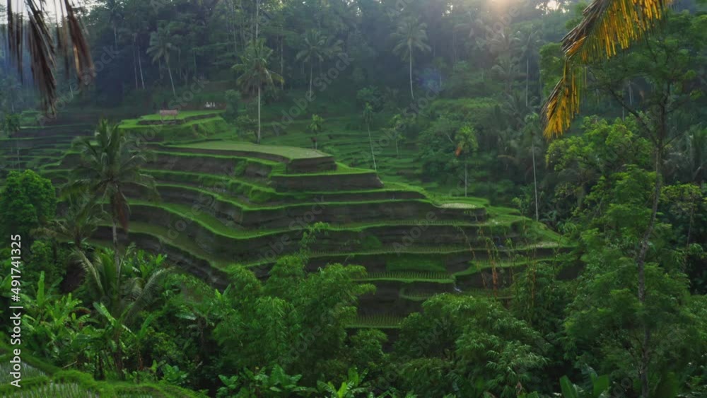 4K Aerial video of sunrise rice terrace with palm trees in Bali, Ubud. 4K Aerial video of sunrise rice terrace with palm trees in Bali, Ubud.