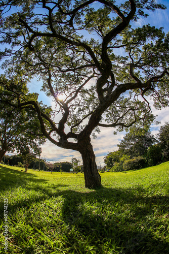 tree in the park